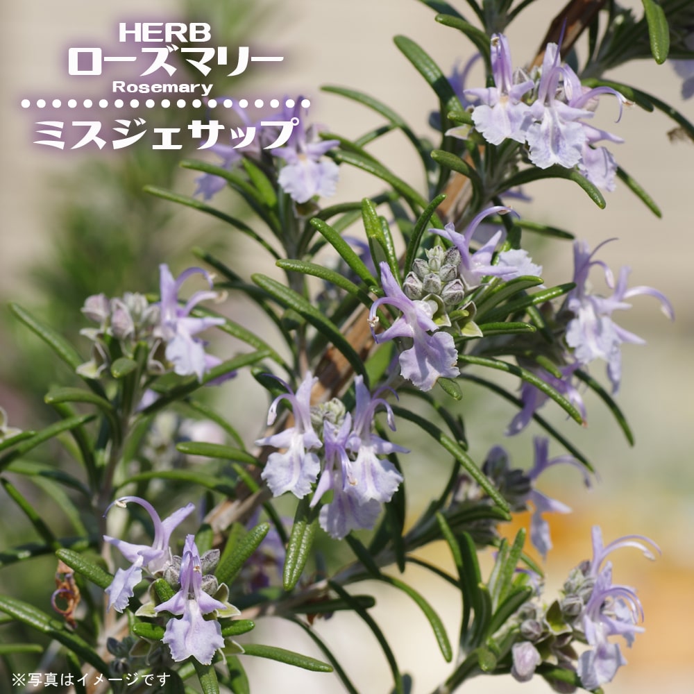 ご注文品】ローズマリー アブラクサス 発根済み 2苗 1500円にて承り