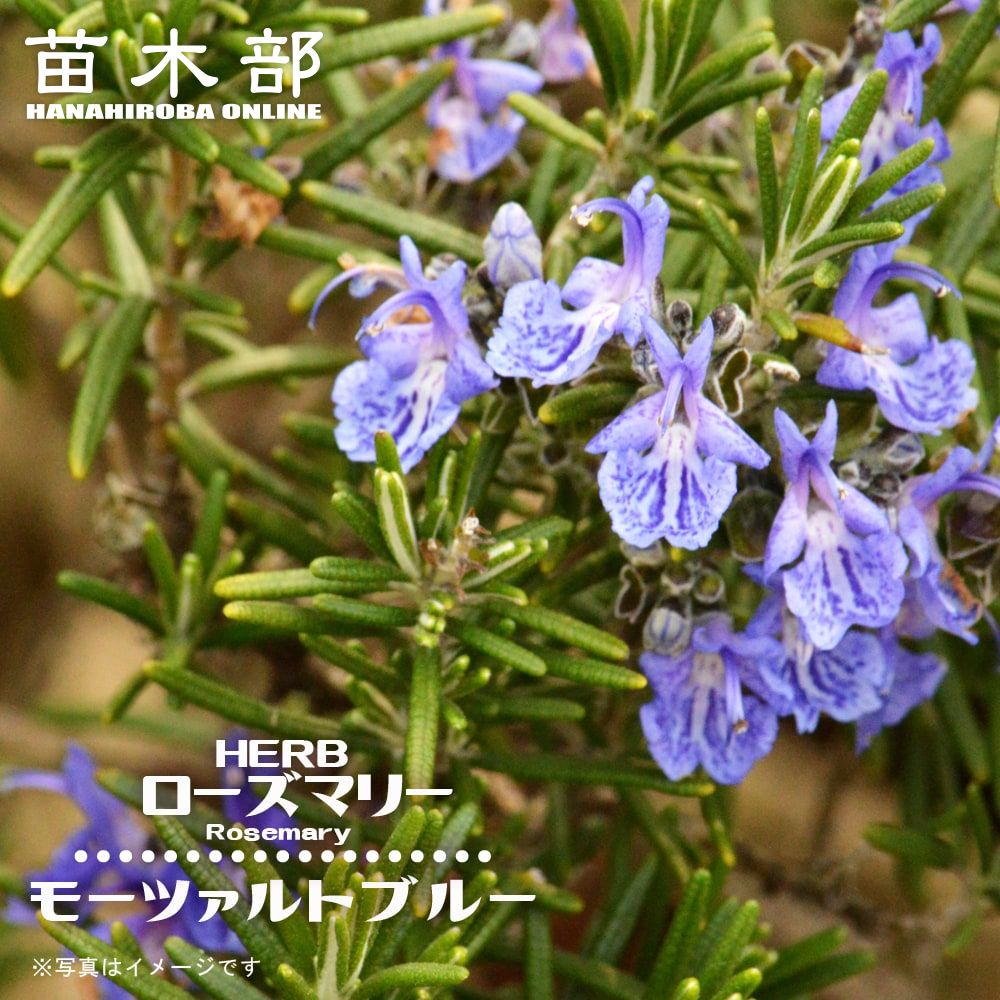 サンタバーバラ 苗 販売 苗木部 By 花ひろばオンライン