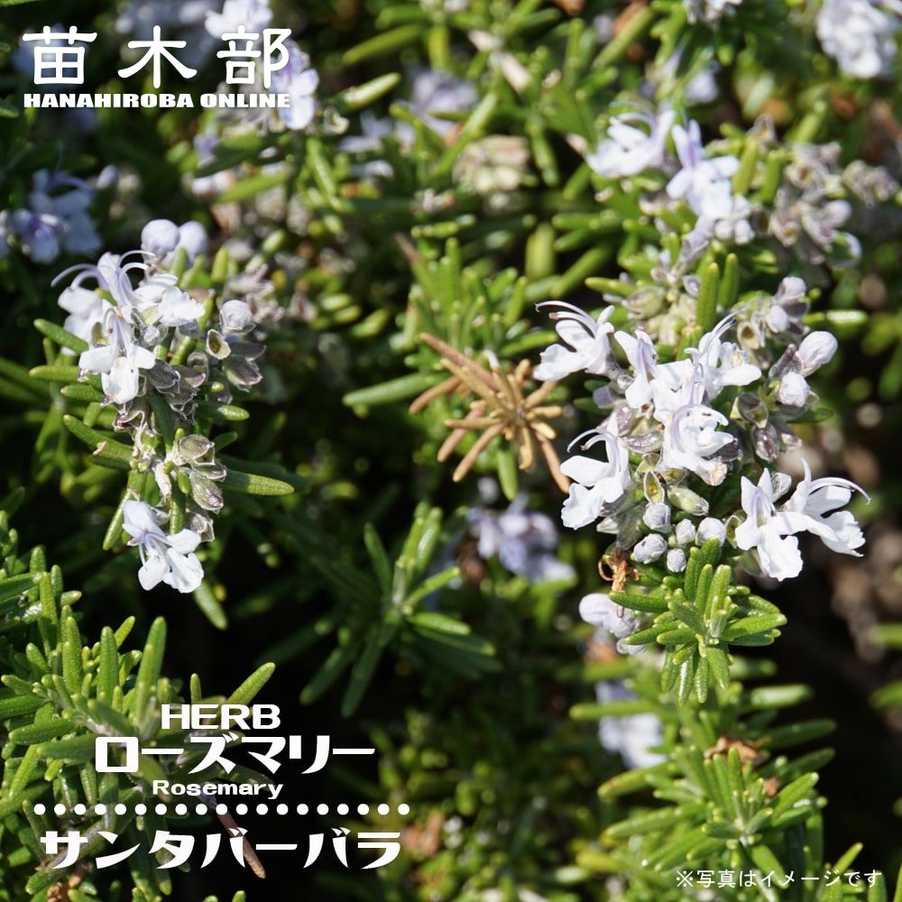 マジョルカピンク 苗 販売 苗木部 By 花ひろばオンライン マジョルカピンク 苗 販売 苗木部 By 花ひろばオンライン