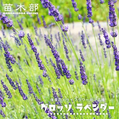 ラベンダー グロッソ ラバンディン系 苗 販売 苗木部 By 花ひろばオンライン