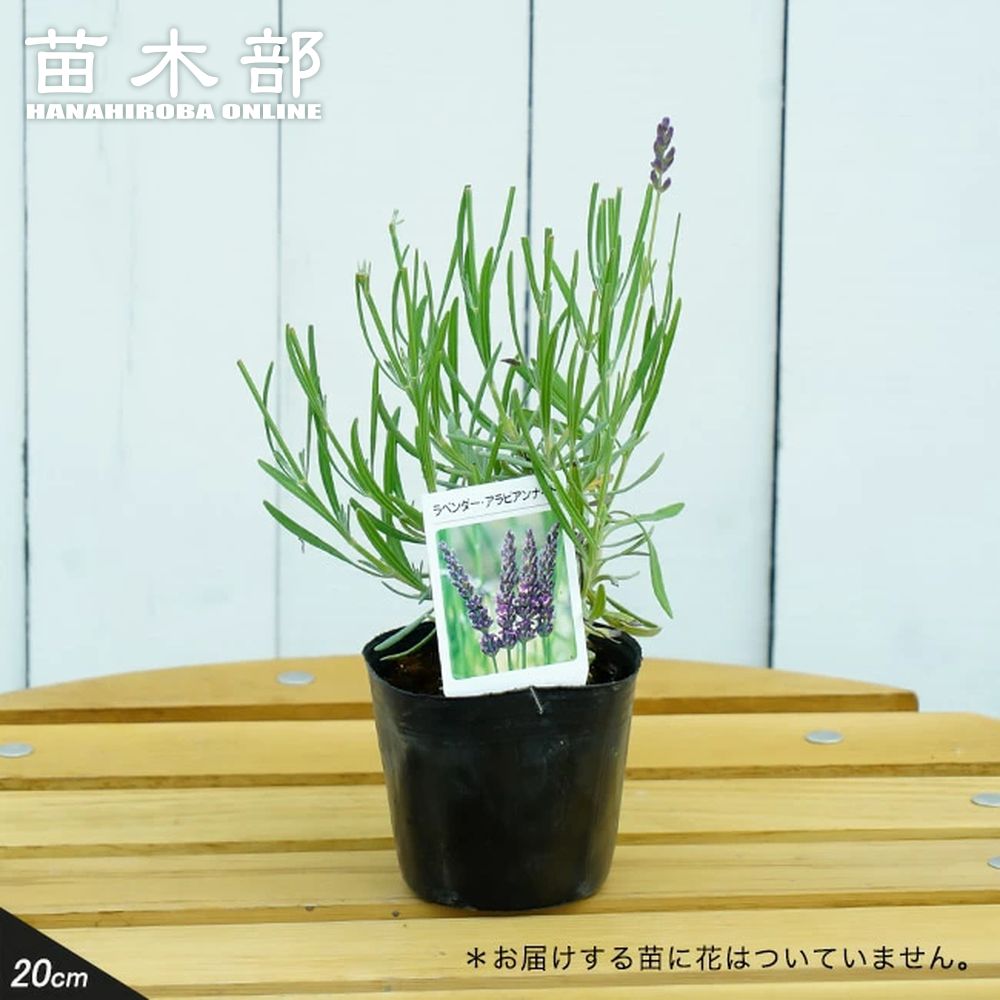 ラベンダー スイートラベンダー 苗 販売 苗木部 By 花ひろばオンライン