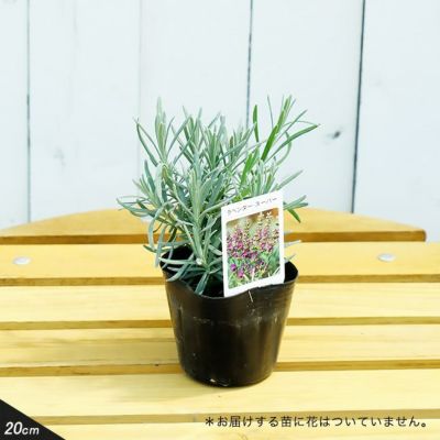 初心者向け 果樹 花木鉢植え栽培セット 資材 果樹苗 苗木部 本店 By 花ひろばオンライン