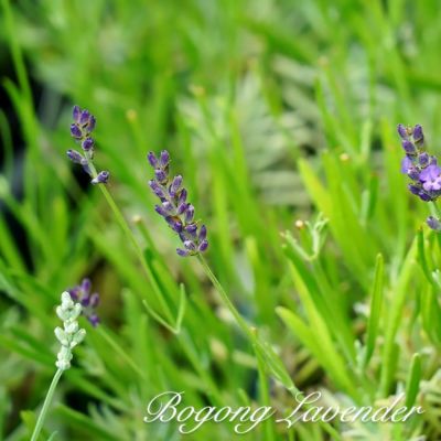 ラベンダー グロッソ ラバンディン系 苗 販売 苗木部 By 花ひろばオンライン