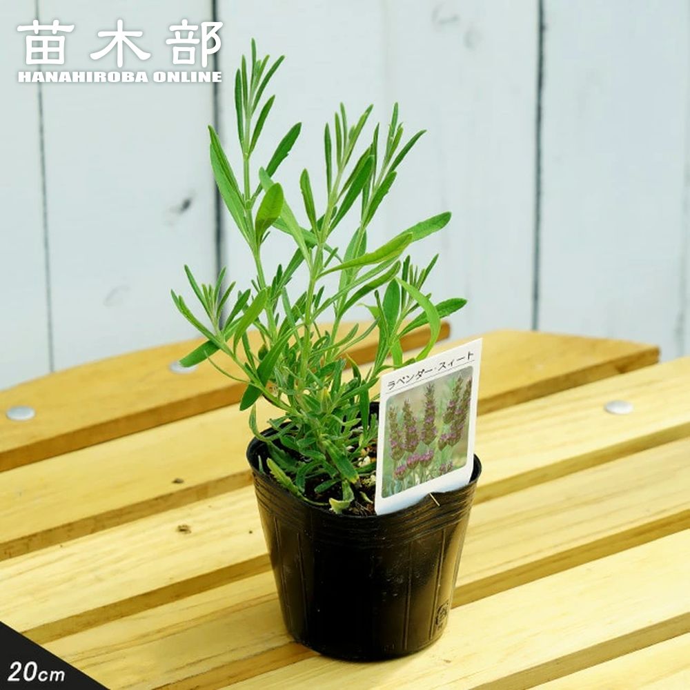 ラベンダー スイートラベンダー 苗 販売 苗木部 By 花ひろばオンライン