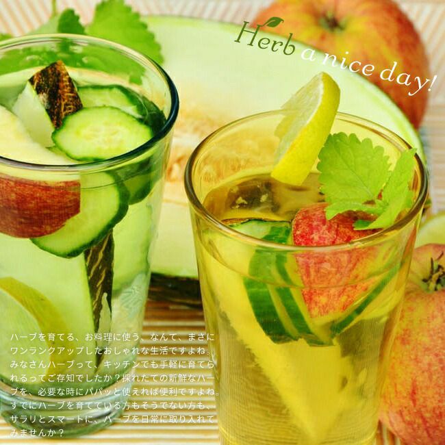 レモンバーム レモンバーム 苗 販売 苗木部 By 花ひろばオンライン