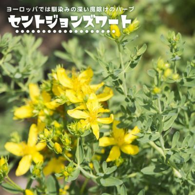 セロリ スープセロリ 苗 販売 苗木部 By 花ひろばオンライン セロリ スープセロリ 苗 販売 苗木部 By 花ひろばオンライン
