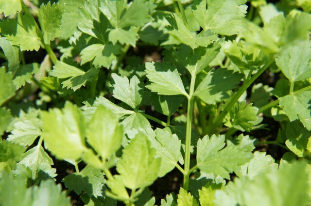 スープセロリ 苗 販売 苗木部 By 花ひろばオンライン