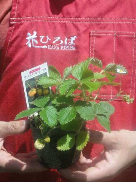 000000011106-03-l.jpg?t=