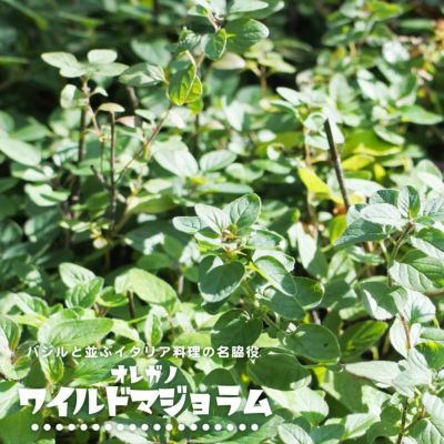 シークワーサー 亜熱帯性柑橘 苗 おすすめ 苗木部 By 花ひろばオンライン シークワーサー 亜熱帯性柑橘 苗 おすすめ 苗木部 By 花ひろばオンライン