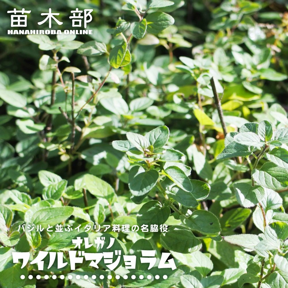 お手頃サイズ バーミキュライト 2 0l 資材 水はけを良くする 排水性 通気性 土壌改良 園芸資材 苗木部 本店 By 花ひろばオンライン