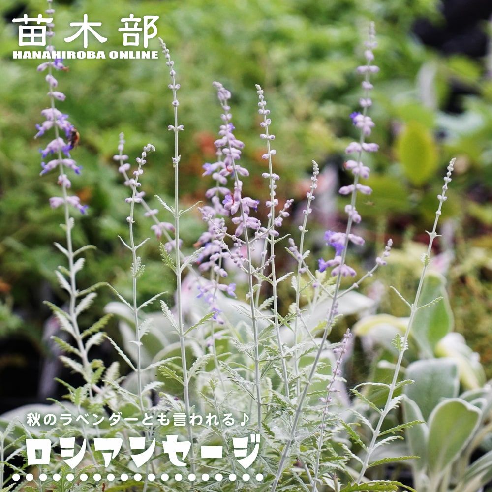 宿根ロベリア 苗 販売 苗木部 By 花ひろばオンライン