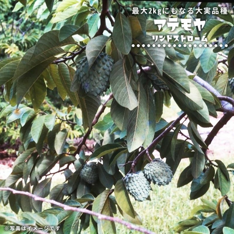 アテモヤ接木苗木釋迦果 シャカトウ森のアイスクリーム 鳳梨釋迦