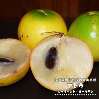 品質が 000000111181-01-m.jpg?t= その他観葉植物