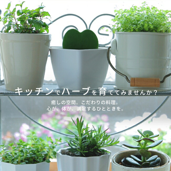 ラベンダー 紫花 トルーラベンダー スパイカナナ アングスティフォリア系 苗 販売 苗木部