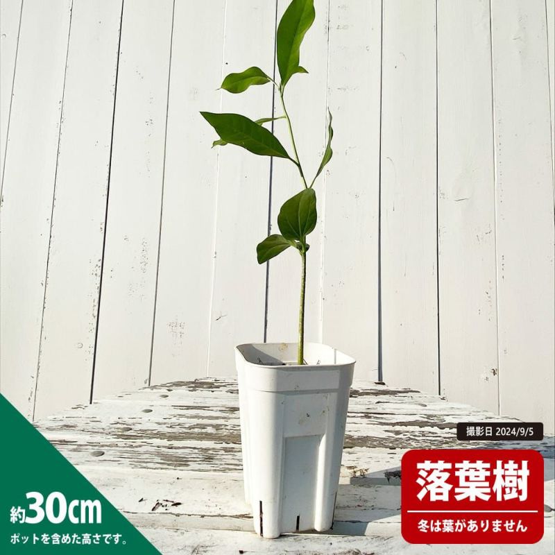 ザーバオバブ 苗 販売 苗木部 By 花ひろばオンライン