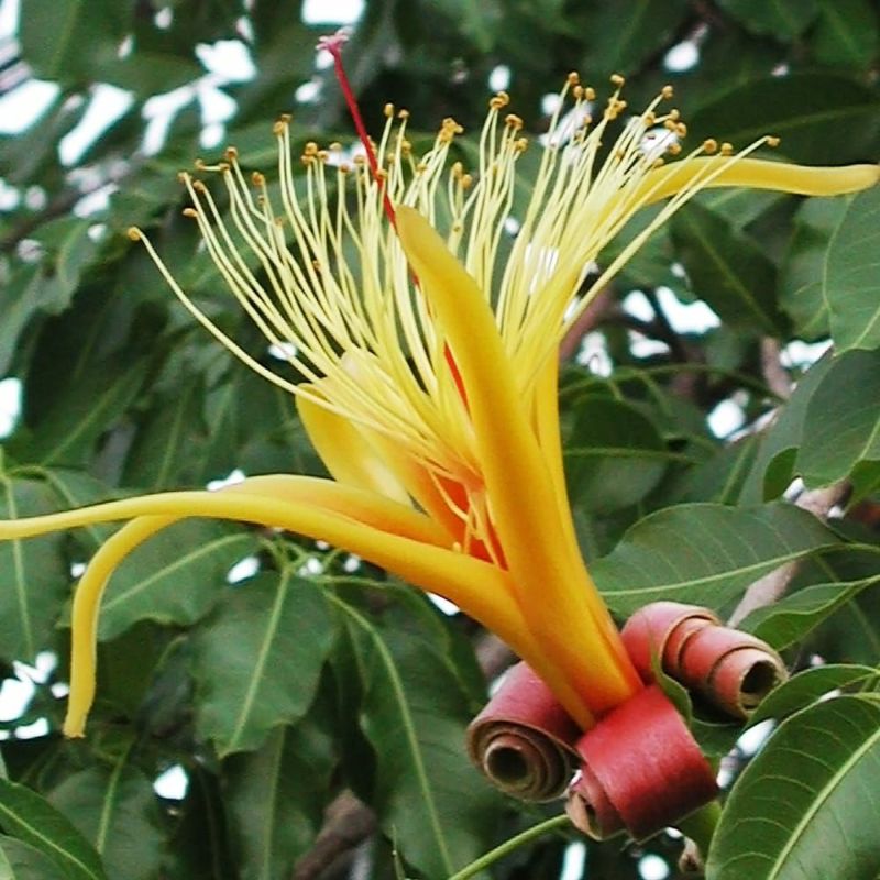 バオバブ5年物 バオバブ | GABA