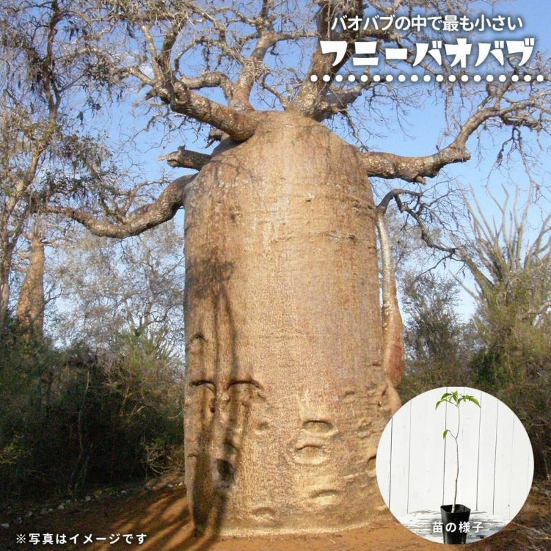 Botanical Baobab CD ボタニカル　バオバブ S】バオバブの木/baobab tree ※陶器鉢付き | 【観葉植物・鉢