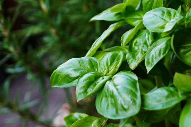 バジル スイートバジル 苗 販売 苗木部 By 花ひろばオンライン