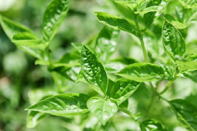 バジル スイートバジル 苗 販売 苗木部 By 花ひろばオンライン