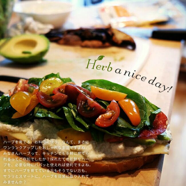 バジル スイートバジル 苗 販売 苗木部 By 花ひろばオンライン