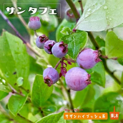 ジュエル】サザンハイブッシュ系ブルーベリー苗木 2年生 挿し木