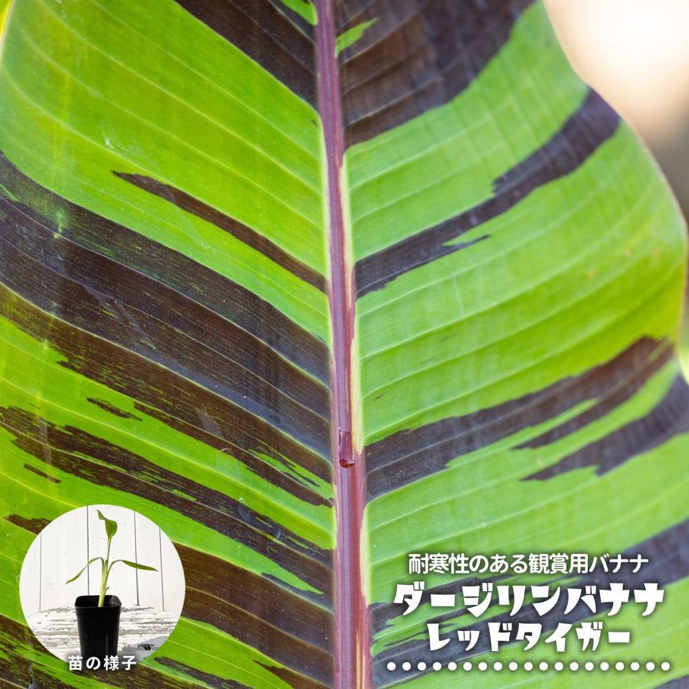 000000111336-01-xs.jpg?t=