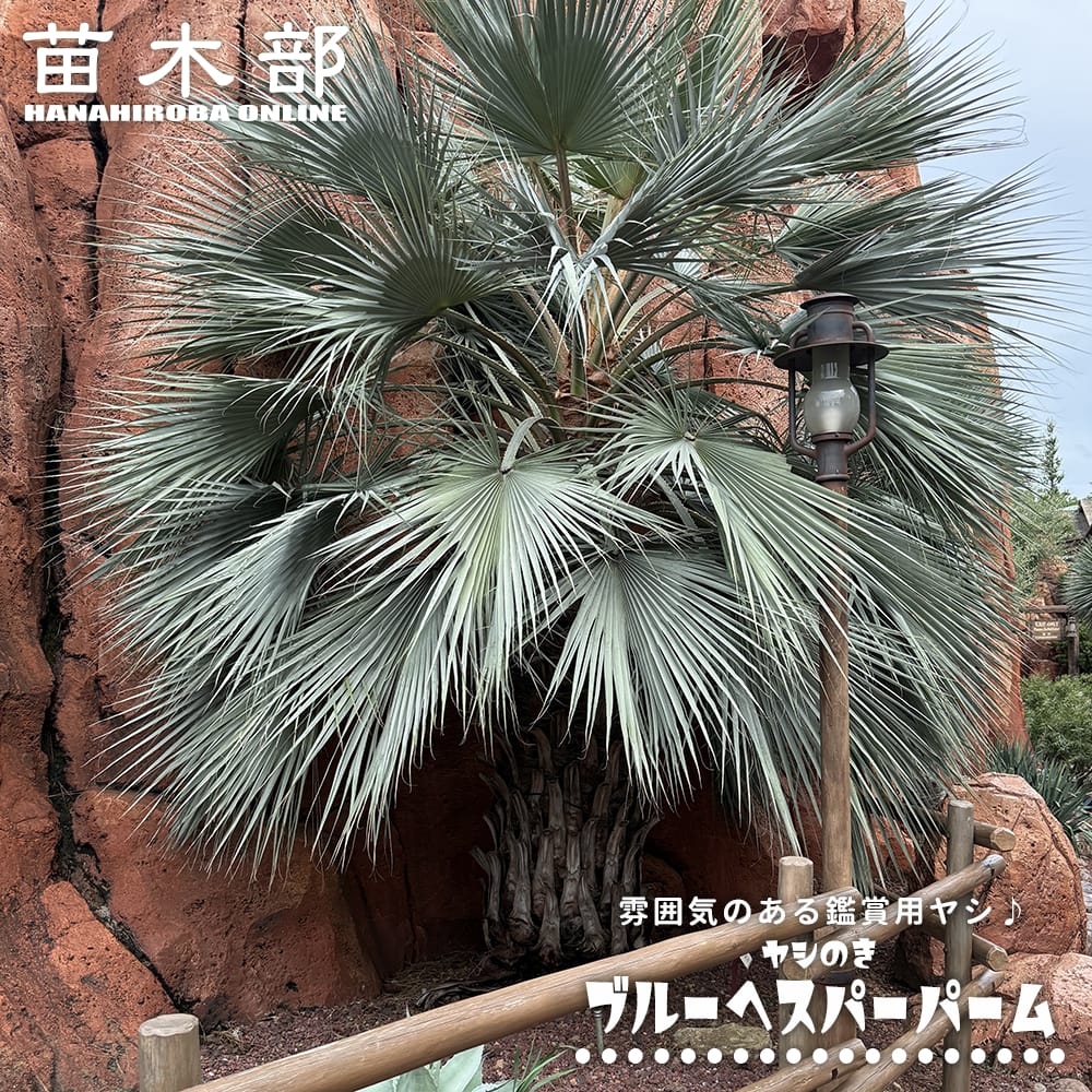 ブラヘア アルマータ 苗 販売 苗木部 By 花ひろばオンライン 