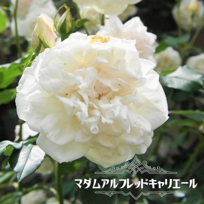 バラ アルテミス S シュラブ 半つるバラ 苗 販売 苗木部 By 花ひろばオンライン バラ アルテミス S シュラブ 半つるバラ 苗 販売 苗木部 By 花ひろばオンライン