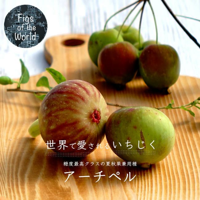 好評 いちじく イチジク 穂木 問い合わせ 結実確認済品種 果樹