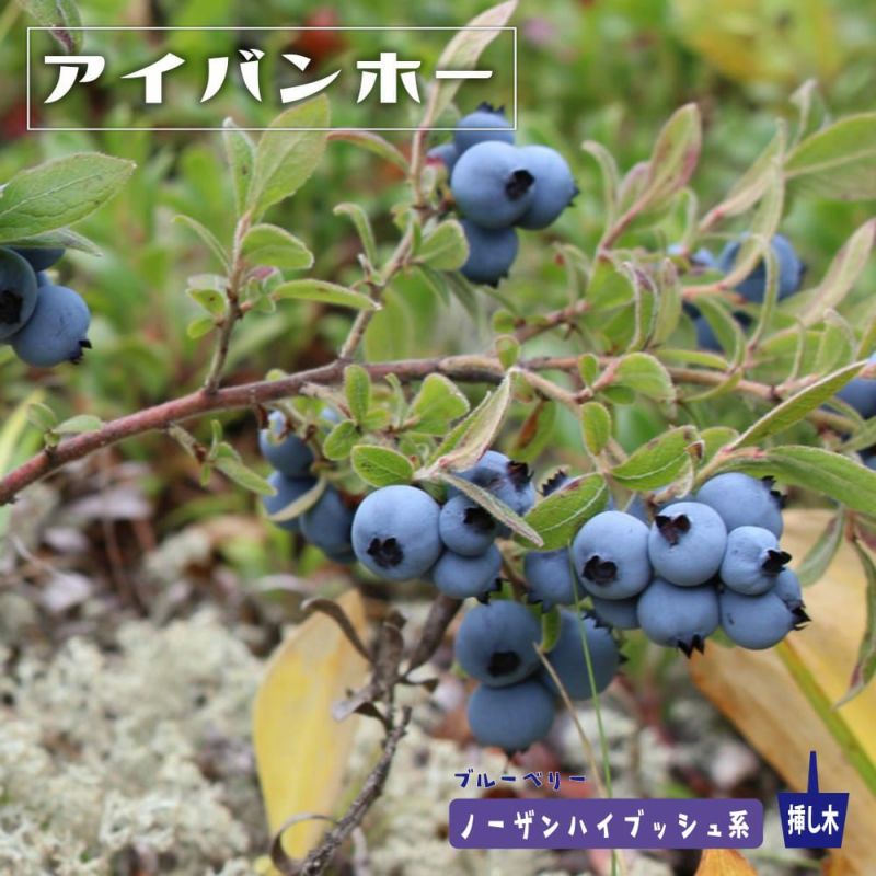 000000111939-01-l.jpg?t=