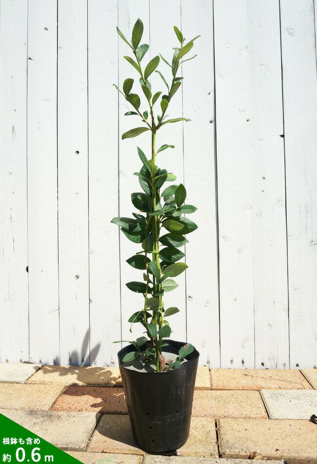 ブルーベリー ノーザンハイブッシュ系 ブルーポイント 苗 販売 苗木部