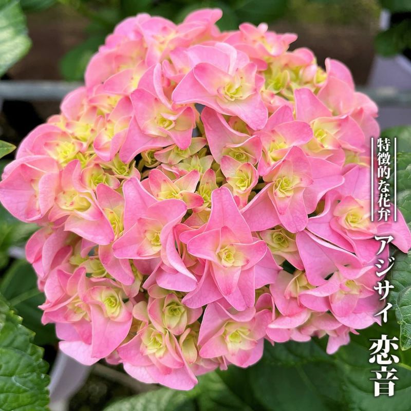 000000112030-01-l.jpg?t= 000000112030-01-l.jpg?t=