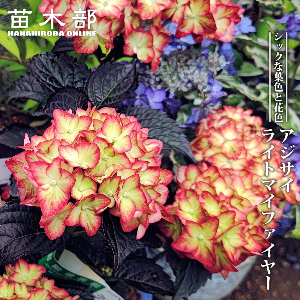 ドライフラワー 【アジサイ 】 クラフト用1箱いっぱい ドライ 花材 