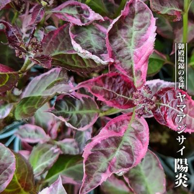 ヒメコブシ／極太苗／現在落葉中 落葉樹