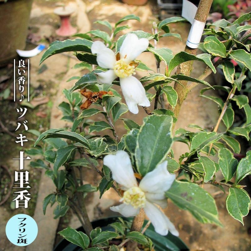 000000112090-01-l.jpg?t=