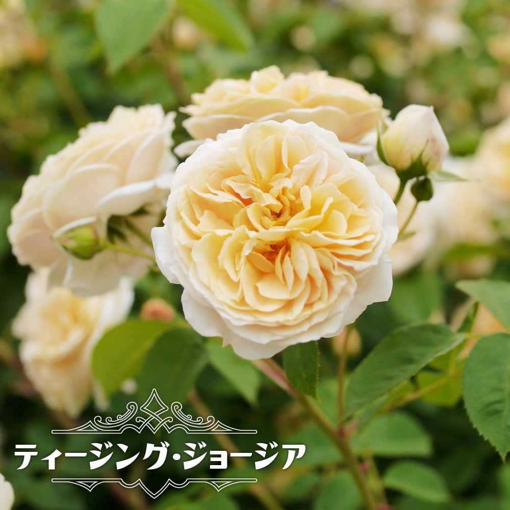 バラ パシュミナ 苗 販売 苗木部 By 花ひろばオンライン