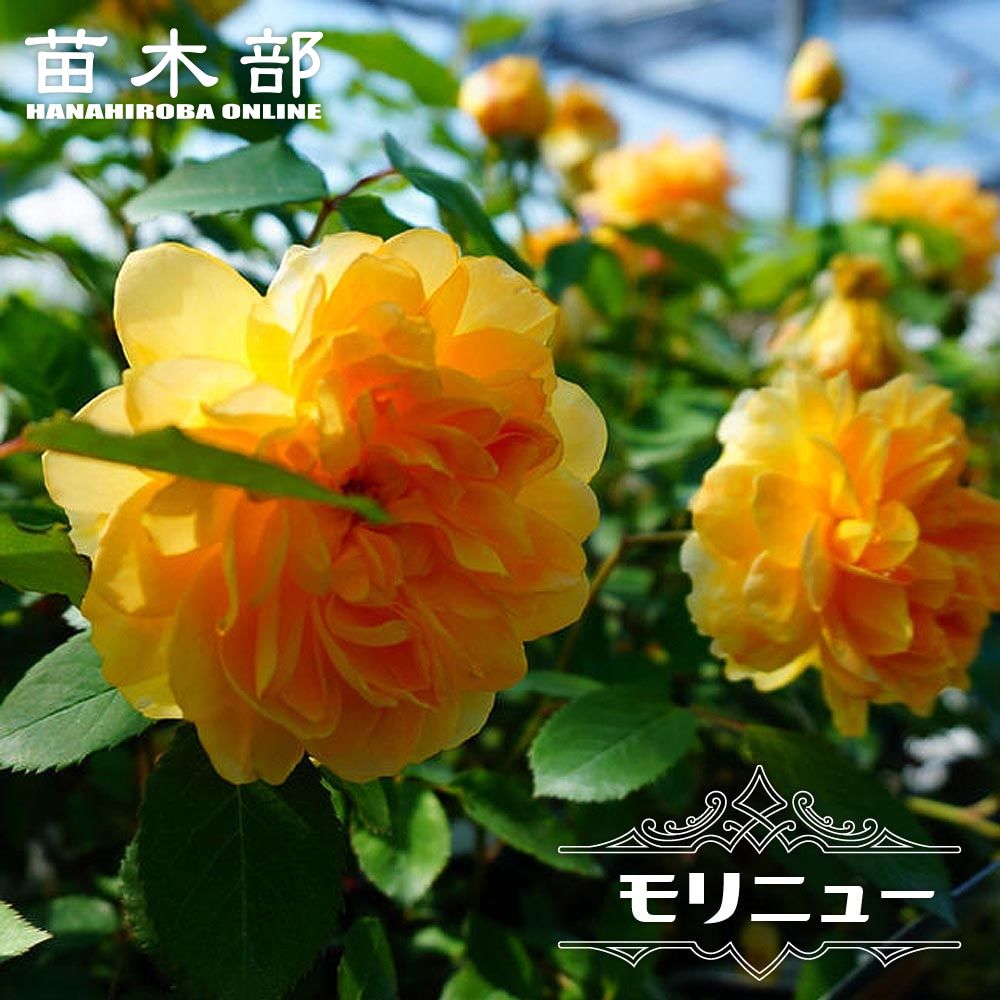 バラ モリニュー 苗 販売 苗木部 By 花ひろばオンライン