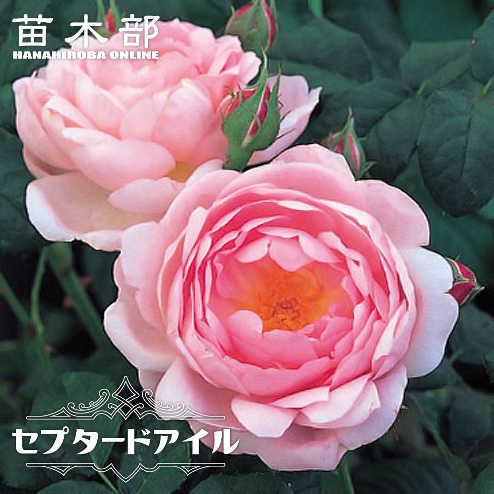 バラ ロココ 苗 販売 苗木部 By 花ひろばオンライン