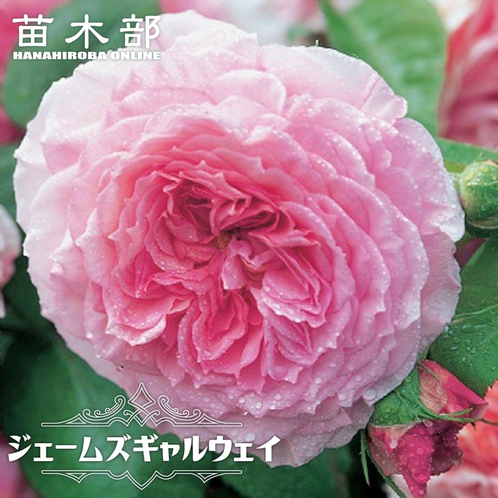 バラ マリーアントワネット 苗 販売 苗木部 By 花ひろばオンライン