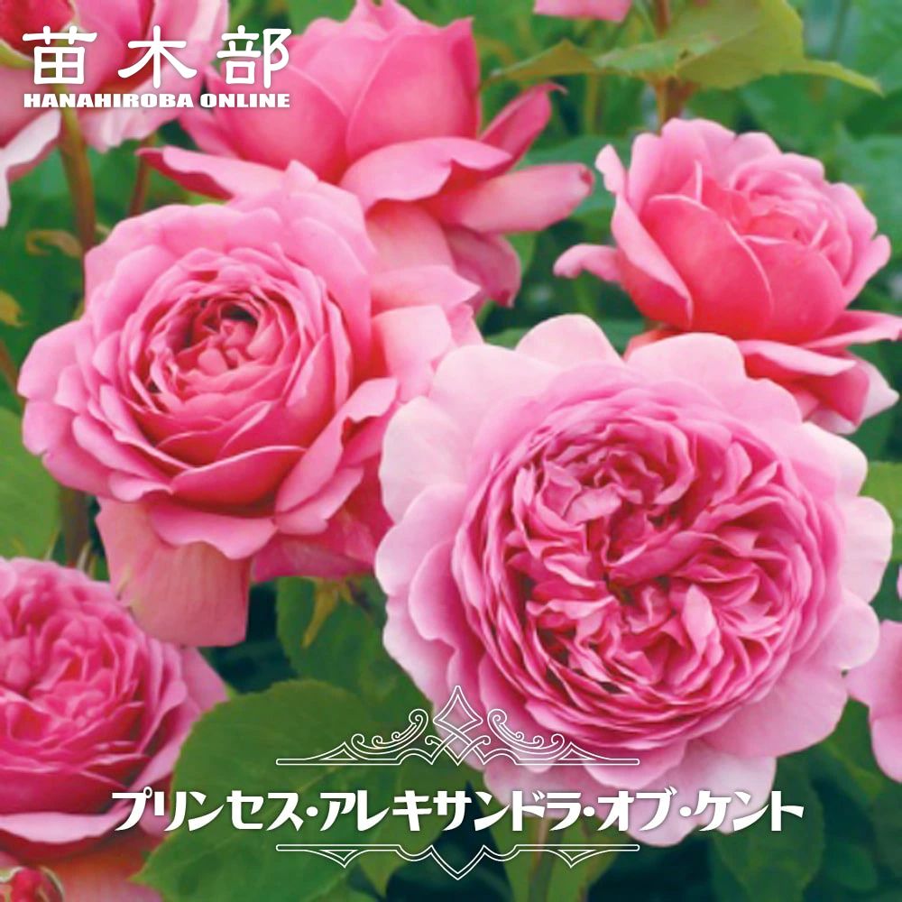 バラ ミカエル 苗 販売 苗木部 By 花ひろばオンライン