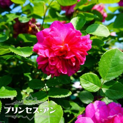 バラ苗 ソニアリキエル 大苗 ギヨー Guillot 四季咲き 強香 薔薇 バラ苗木 苗木部 本店 By 花ひろばオンライン