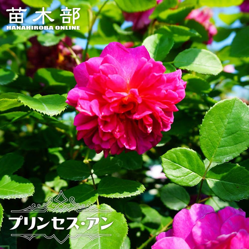 バラ イブピアッチェ 苗 販売 苗木部 By 花ひろばオンライン バラ イブピアッチェ 苗 販売 苗木部 By 花ひろばオンライン