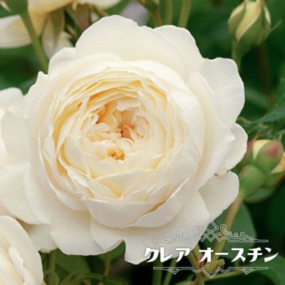 バラ苗 エルヴィス 大苗 ニルプ 白色 バラ 苗 四季咲き Ht 薔薇 予約販売12 翌1月頃入荷予定 苗木部 本店 By 花ひろばオンライン