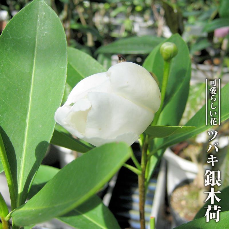 花椿 1980年4月 No.358(表紙デザイン : 鬼沢邦 ; 写真 : 十文字