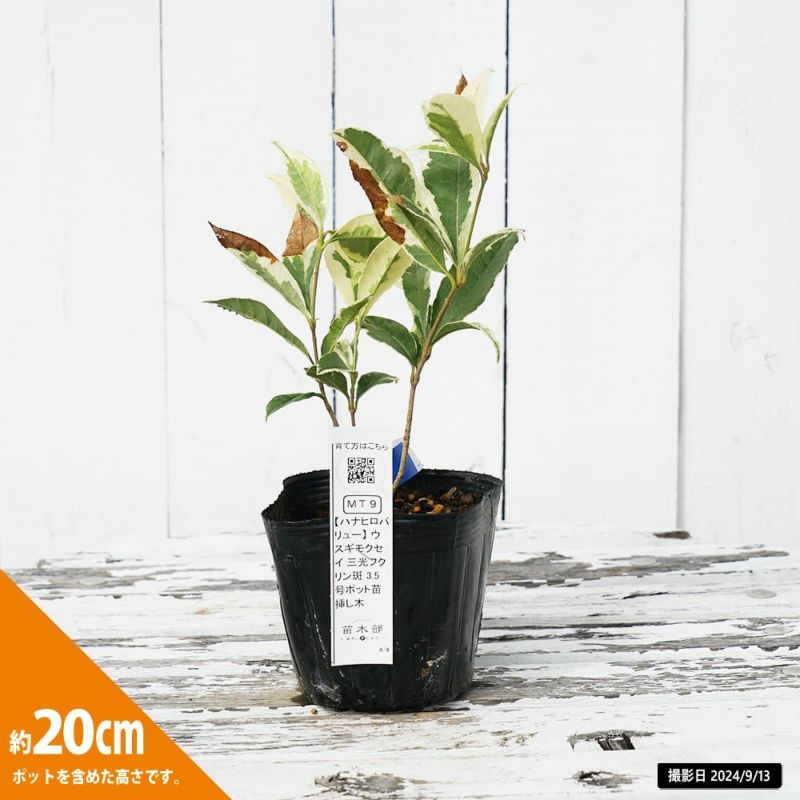 ウスギモクセイ 三光フクリン斑 苗 販売 苗木部 By 花ひろばオンライン