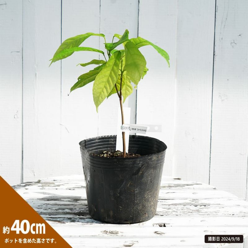 カカオ フォラステロ 苗 おすすめ 苗木部 By 花ひろばオンライン