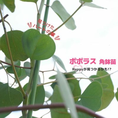 ユーカリの木 アップルボックス 3号ポット苗 シンボルツリー 生垣 目隠し 庭木 常緑樹 苗木部 本店 By 花ひろばオンライン