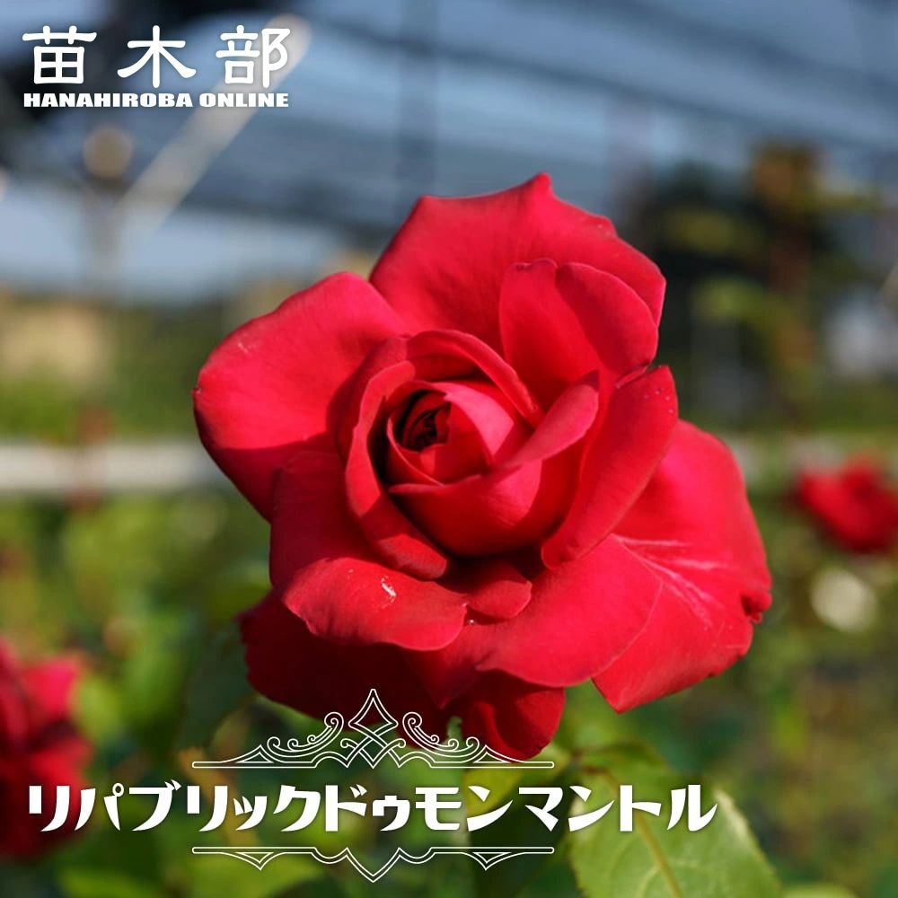 四季咲き 苗木部 本店 By 花ひろばオンライン