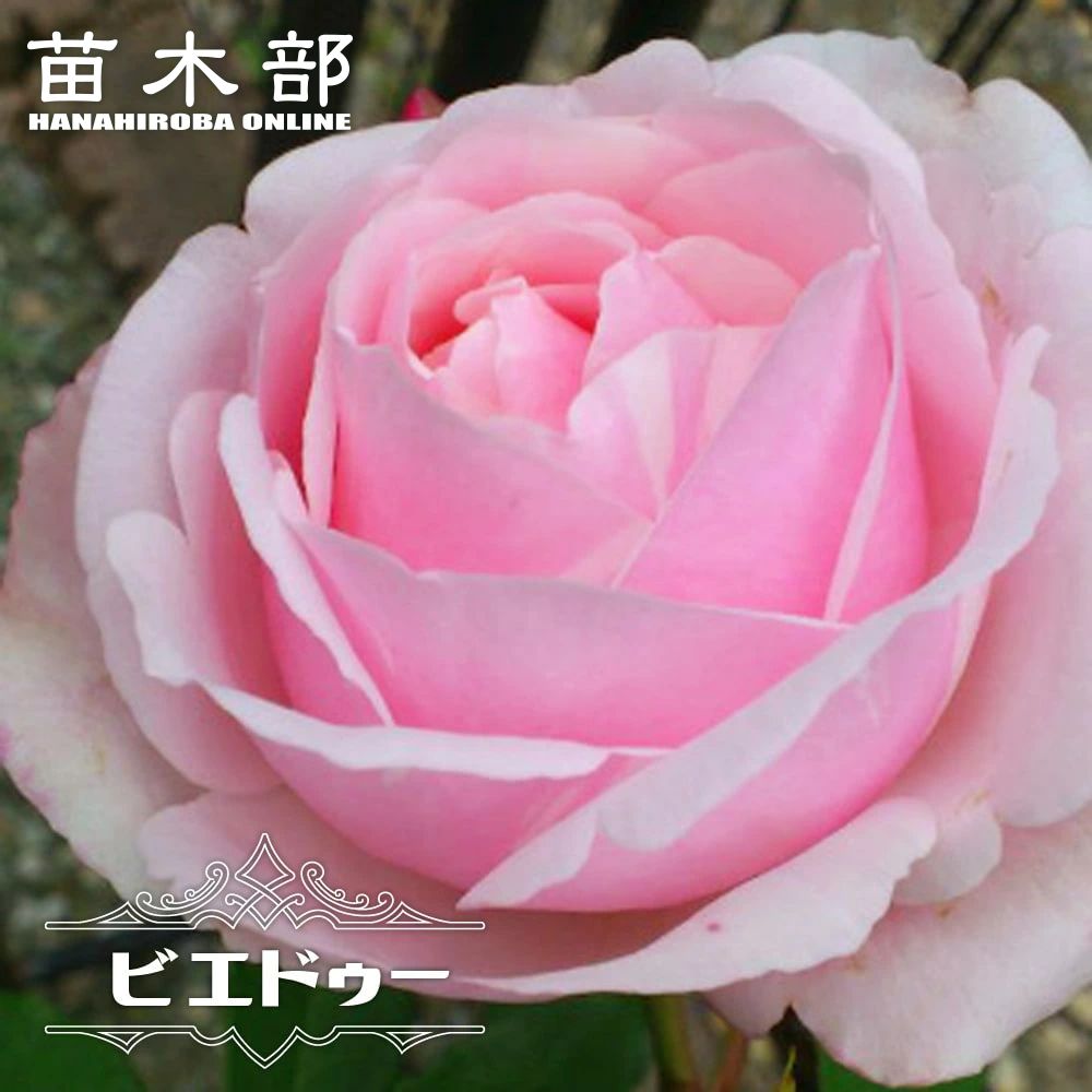 バラ 薫乃 苗 販売 苗木部 By 花ひろばオンライン