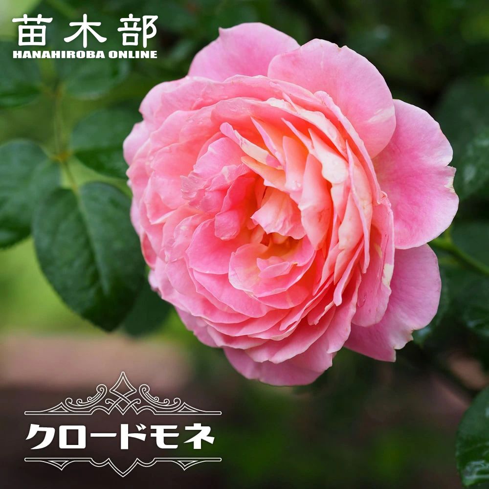 バラ イブピアッチェ 苗 販売 苗木部 By 花ひろばオンライン